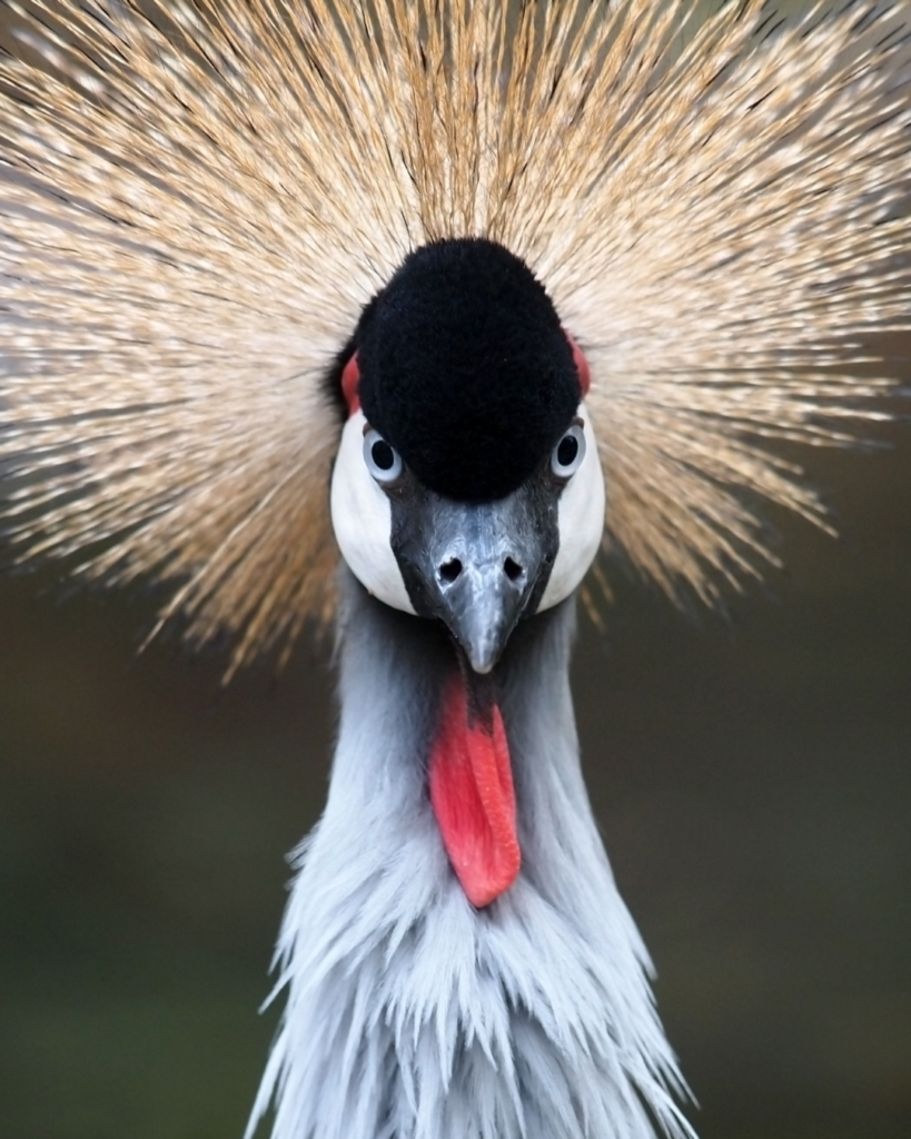 1 - Crane Nectar
