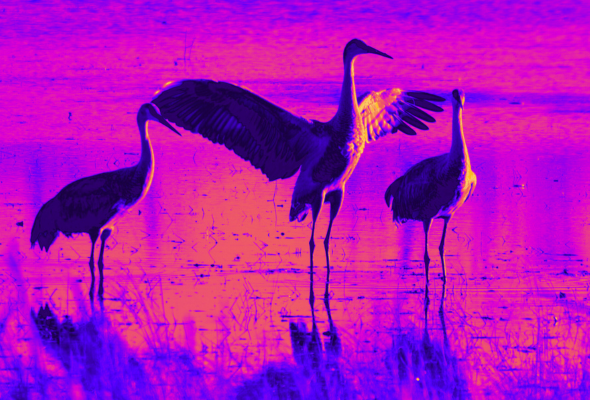 1 - Crane Nectar