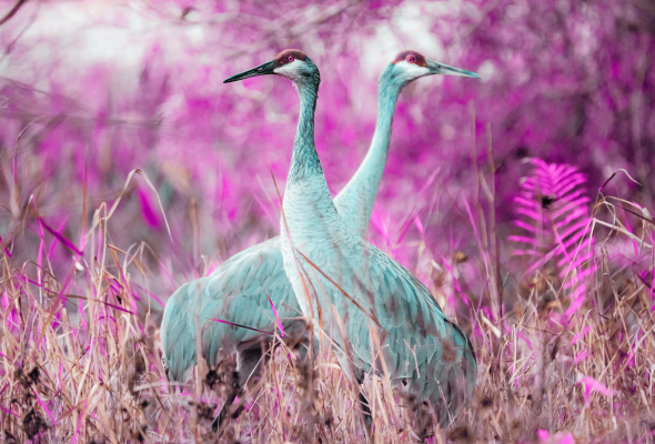 2 - Crane Nectar
