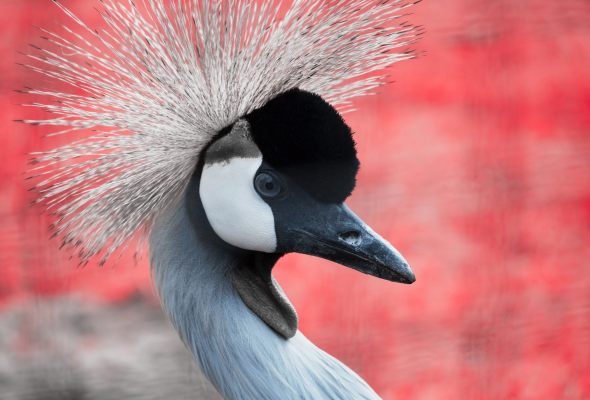 4 - Crane Nectar